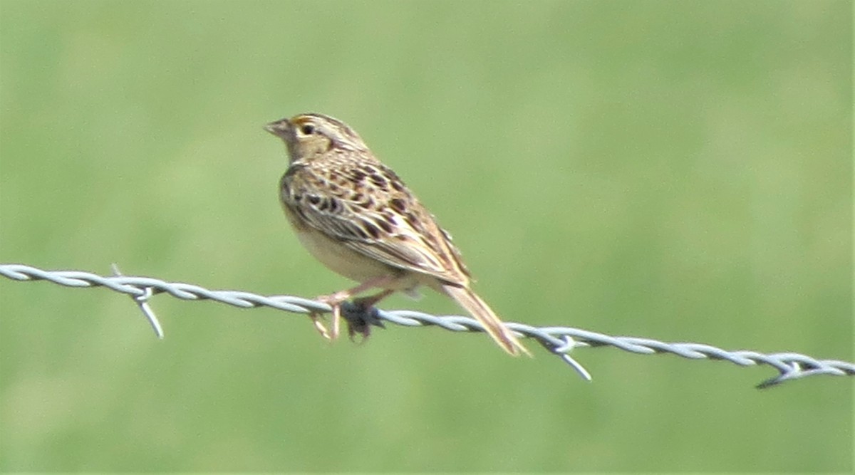 Grasshopper Sparrow - ML586023211