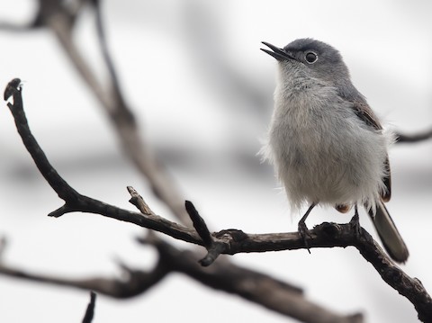 Blue-gray Gnatcatcher - eBird