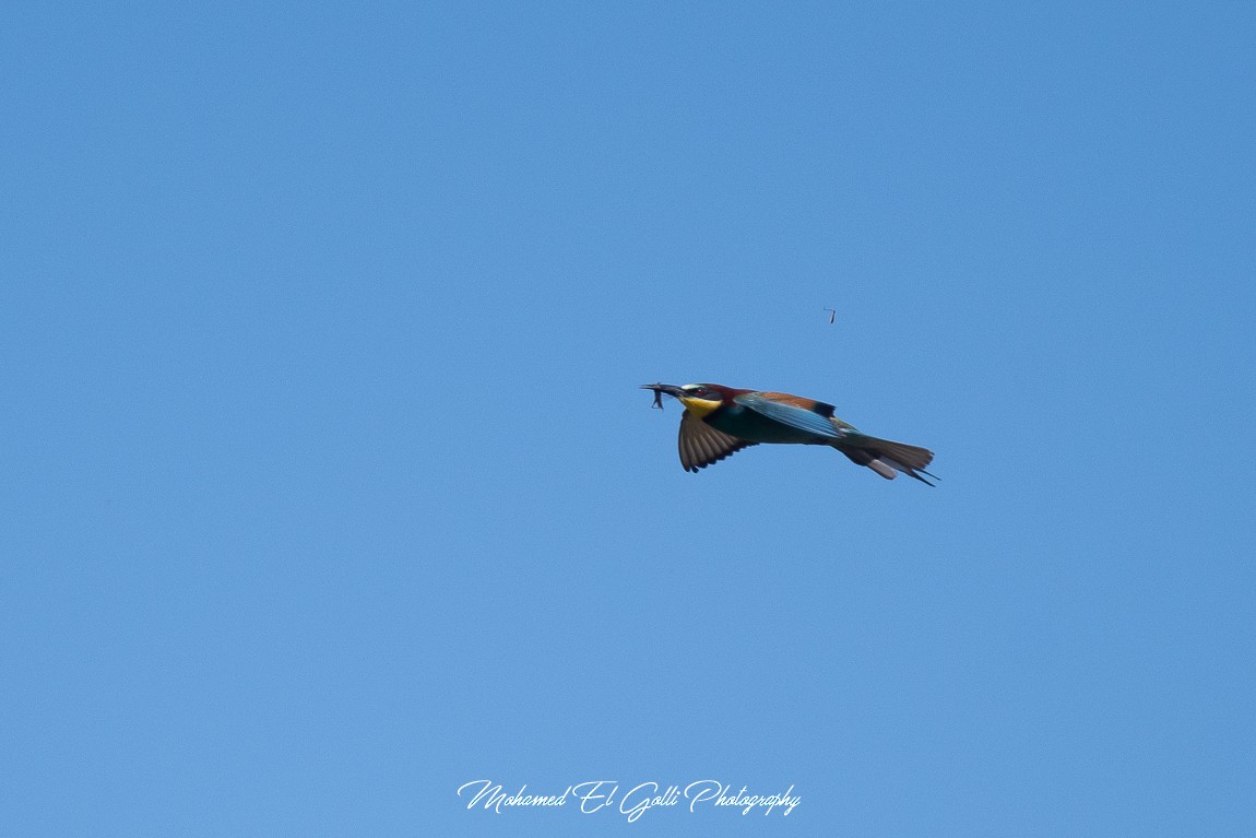 European Bee-eater - ML586028971