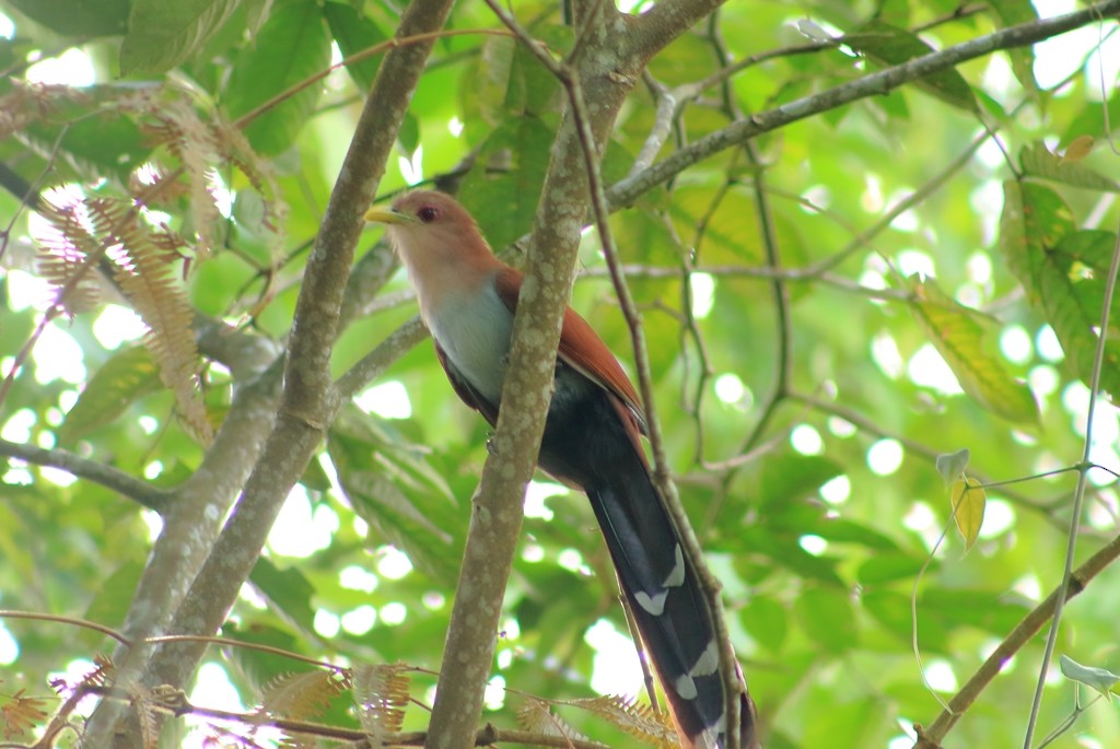 Squirrel Cuckoo - santiago gualy rojas