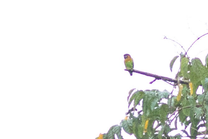 Dusky-cheeked Fig-Parrot - ML586030541