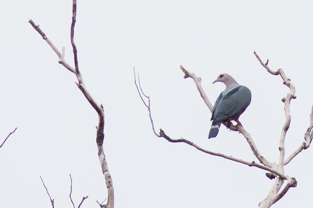 Pinon's Imperial-Pigeon - ML586031871