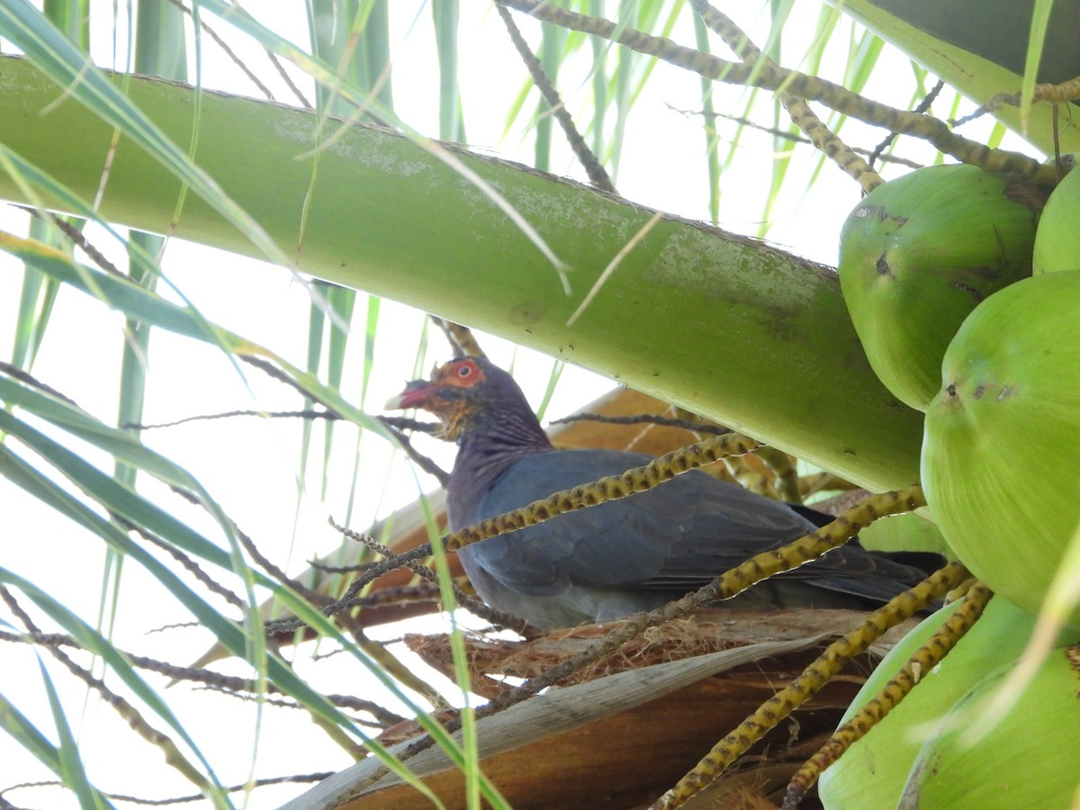 Scaly-naped Pigeon - ML586035881