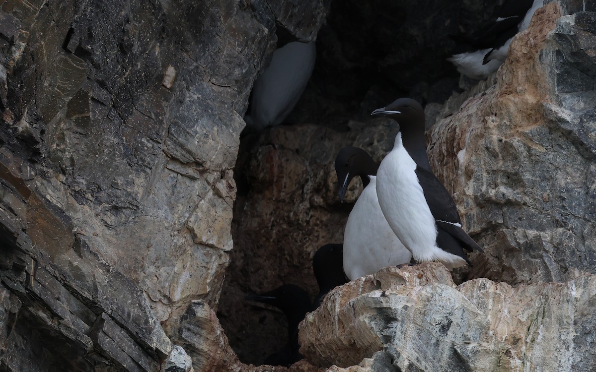 Thick-billed Murre - ML586036081