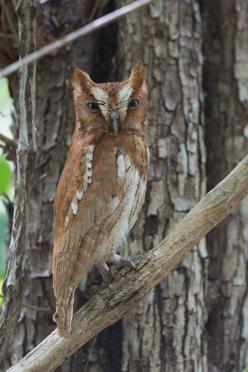 Middle American Screech-Owl (Middle American) - ML58603741