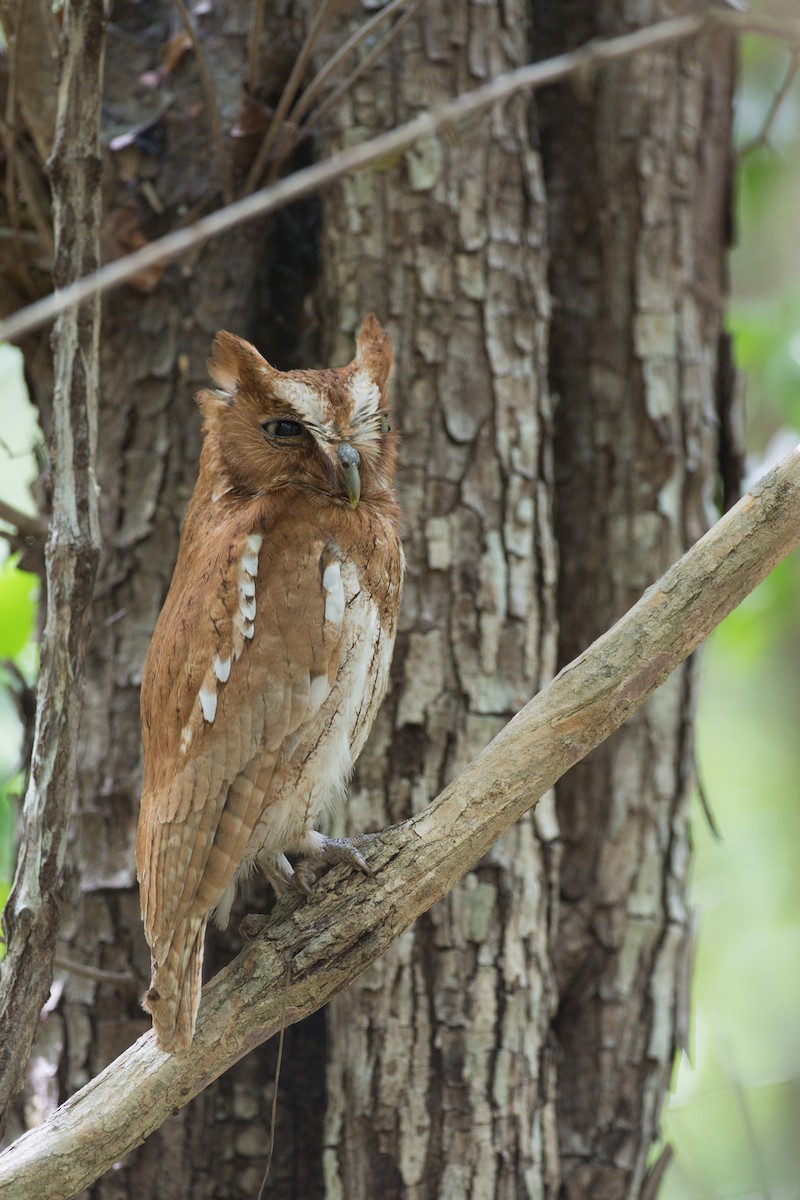 Middle American Screech-Owl (Middle American) - ML58603771