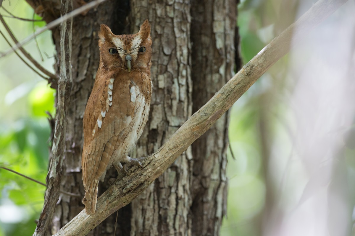 Middle American Screech-Owl (Middle American) - ML58603781
