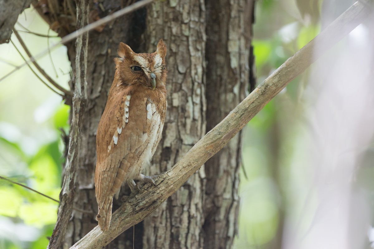 Middle American Screech-Owl (Middle American) - Chris Wood