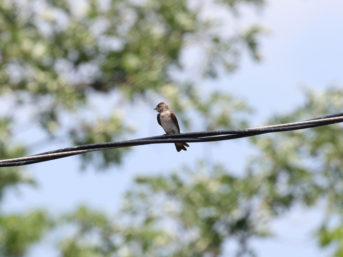 Northern Rough-winged Swallow - ML586039451