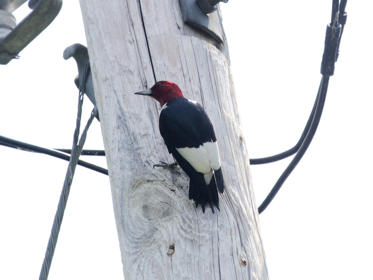 Red-headed Woodpecker - ML586039551