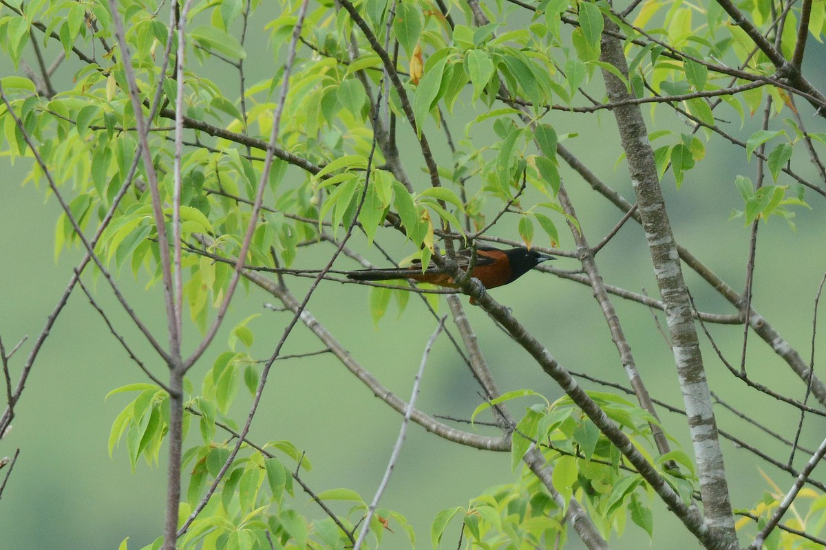 Orchard Oriole - ML58604011