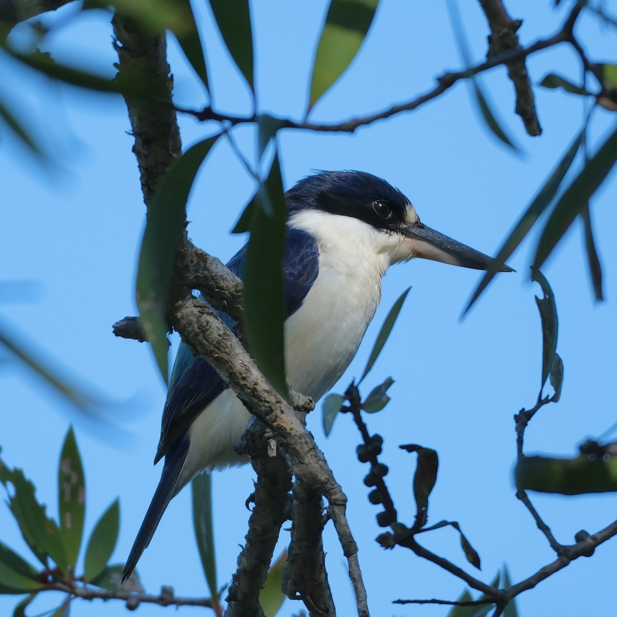 Forest Kingfisher - ML586042821