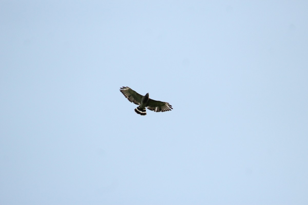 Broad-winged Hawk - ML586043541