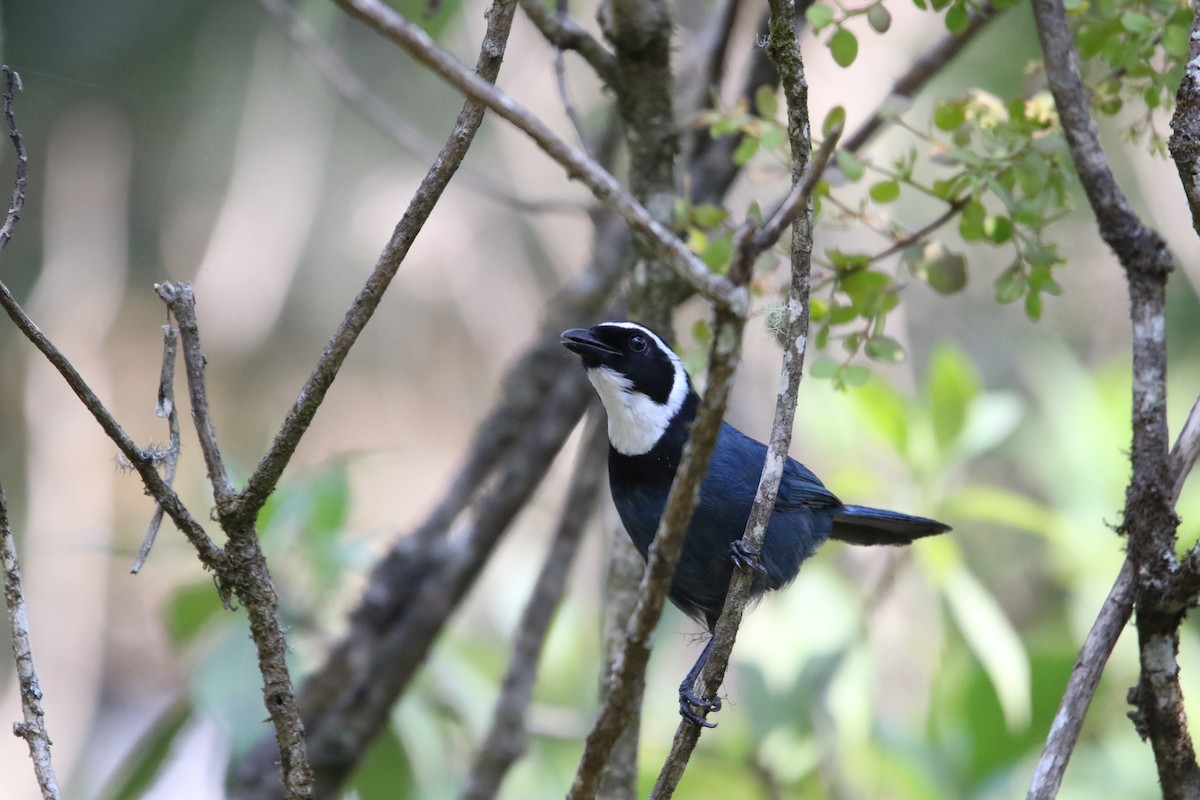 White-throated Jay - L. Ernesto Perez Montes (The Mexican Violetear 🦉)