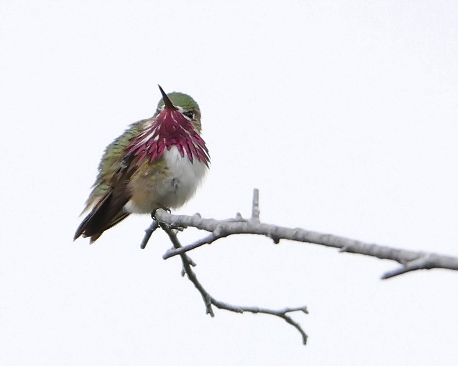 Calliope Hummingbird - ML586048731