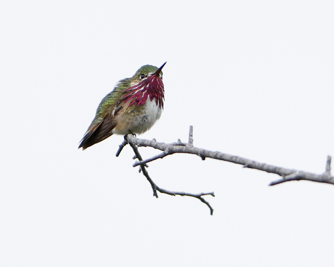 Calliope Hummingbird - ML586048741
