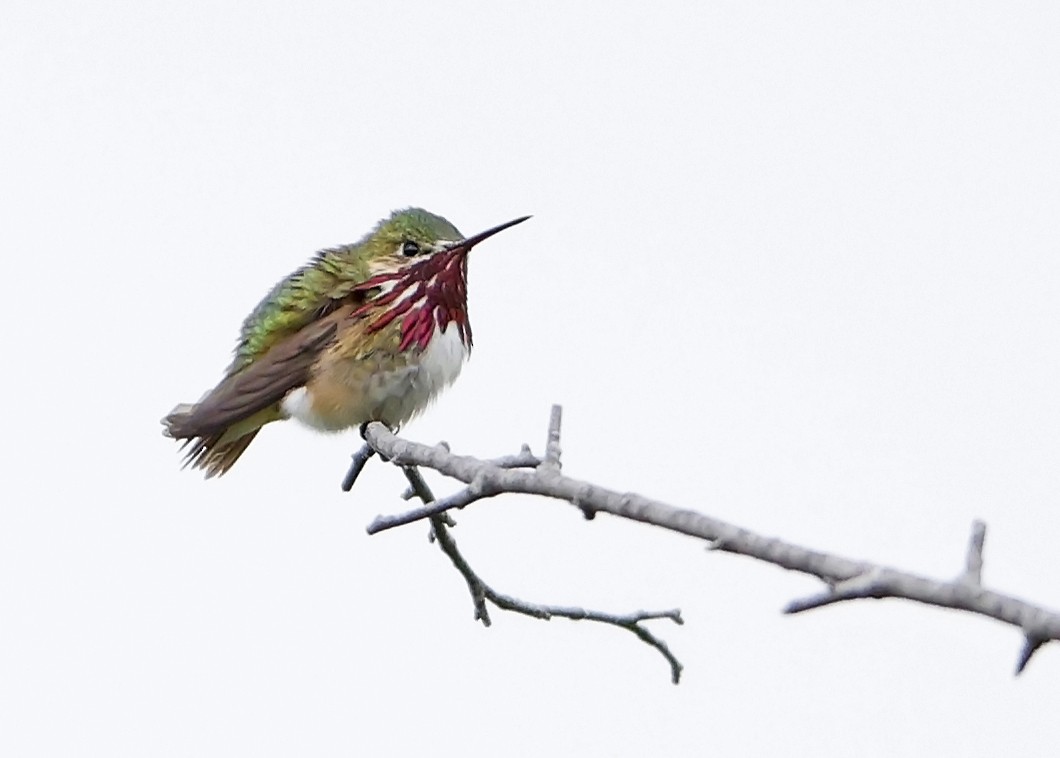 Calliope Hummingbird - Ken Pride