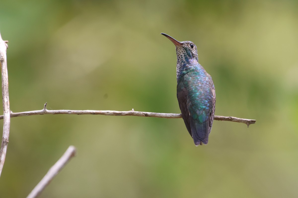 Sapphire-bellied Hummingbird - Jorge Alcalá