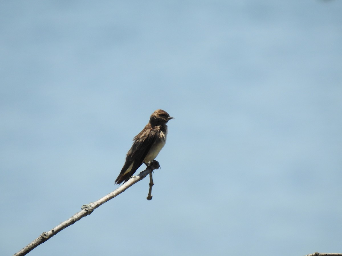 Northern Rough-winged Swallow - ML586052361