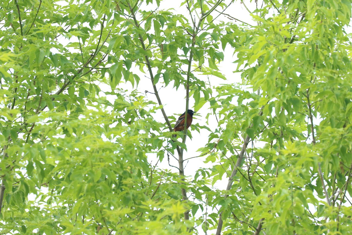 Orchard Oriole - ML586053351