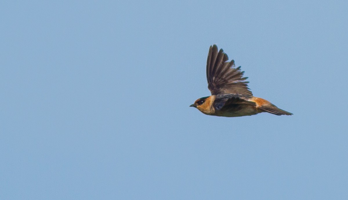 Cave Swallow - ML58605341