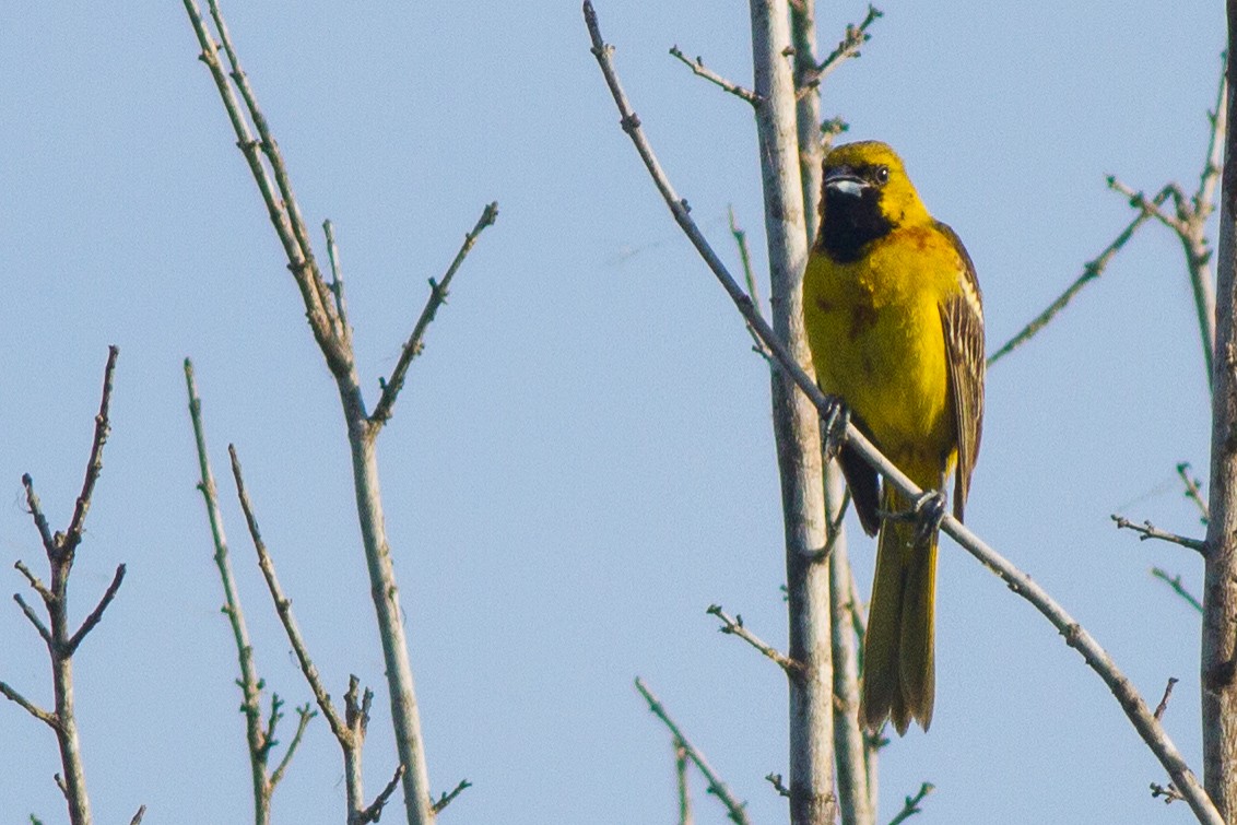 Orchard Oriole - ML58605411