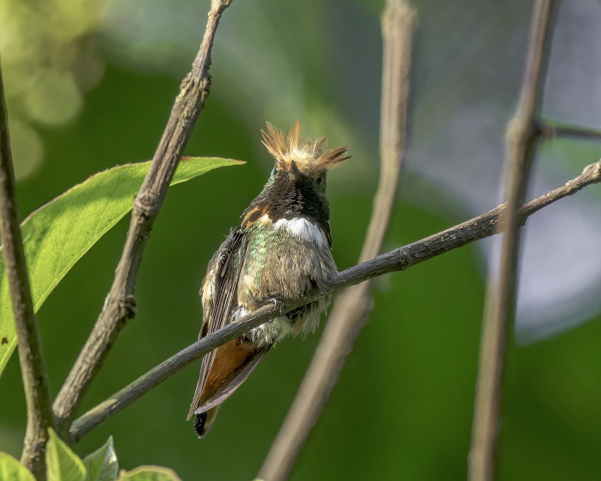 Short-crested Coquette - ML586054621