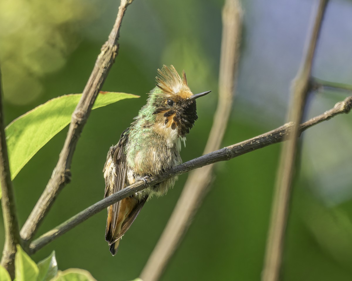 Short-crested Coquette - ML586054631