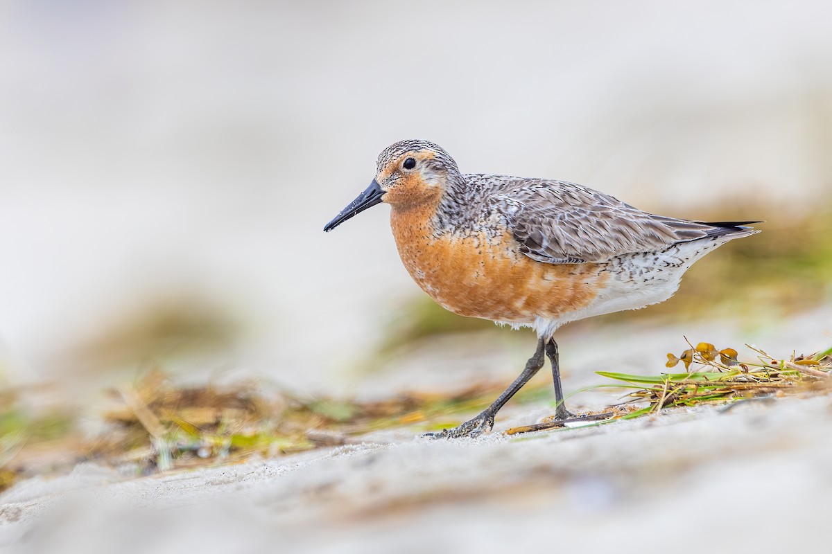 Red Knot - ML586055261