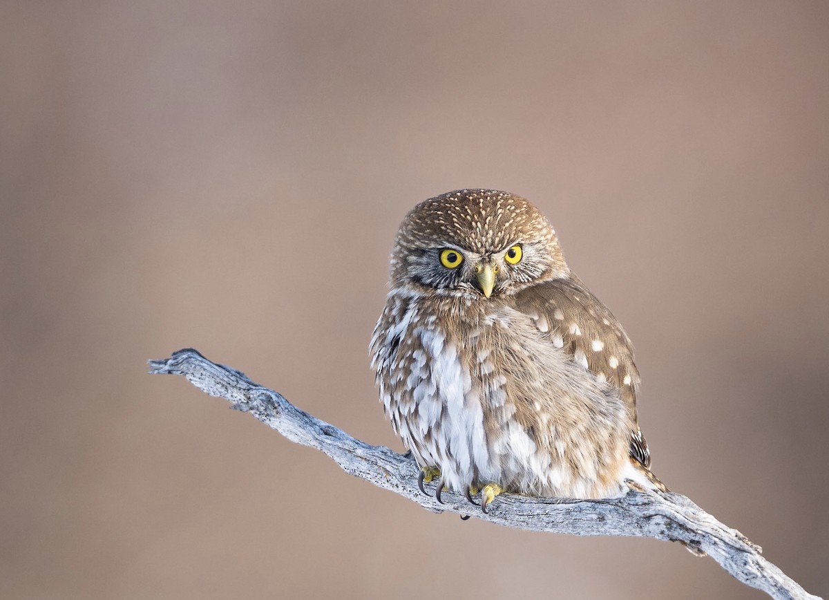 Austral Pygmy-Owl - ML586066641