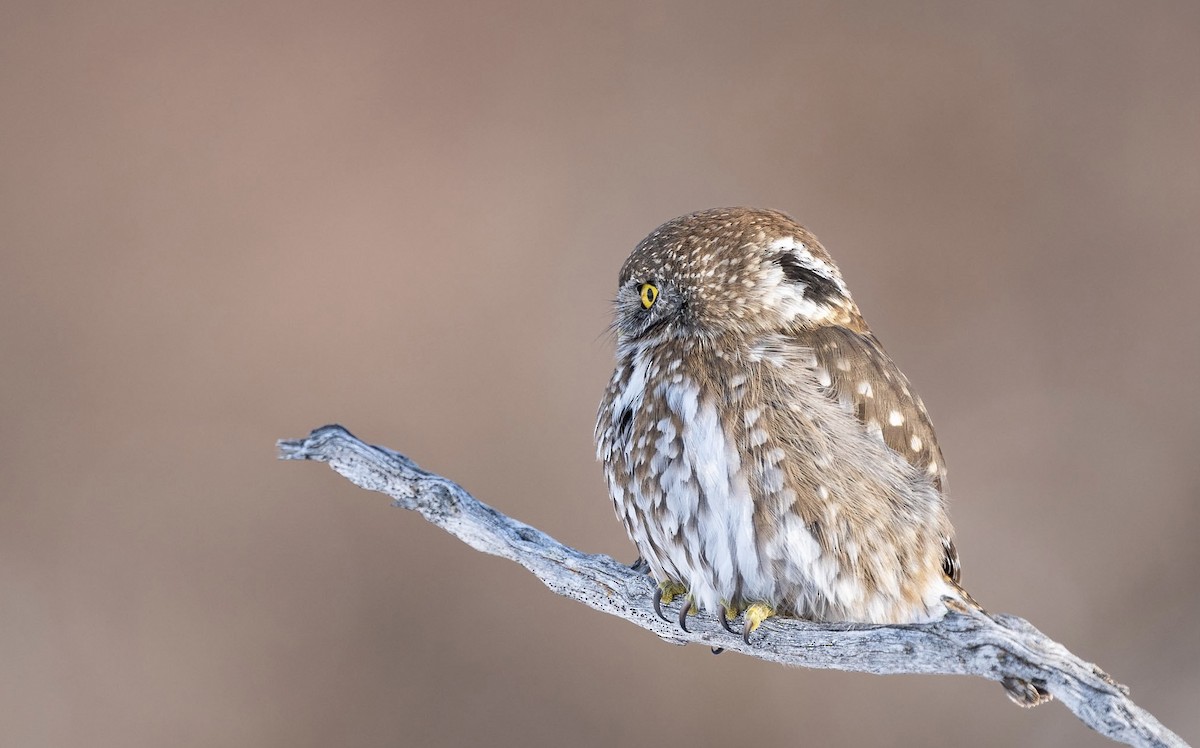 Austral Pygmy-Owl - ML586066911