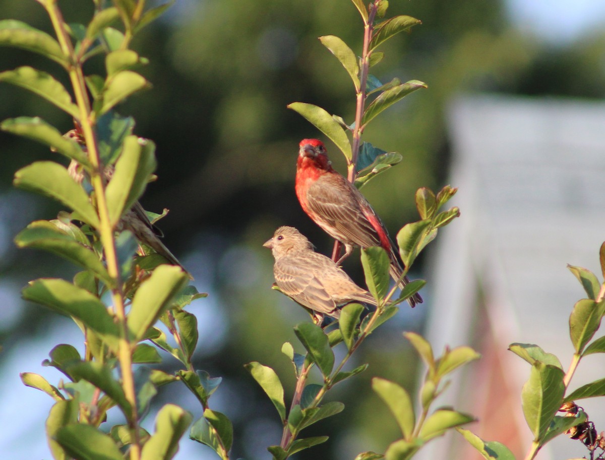 House Finch - Lisseth Hernández