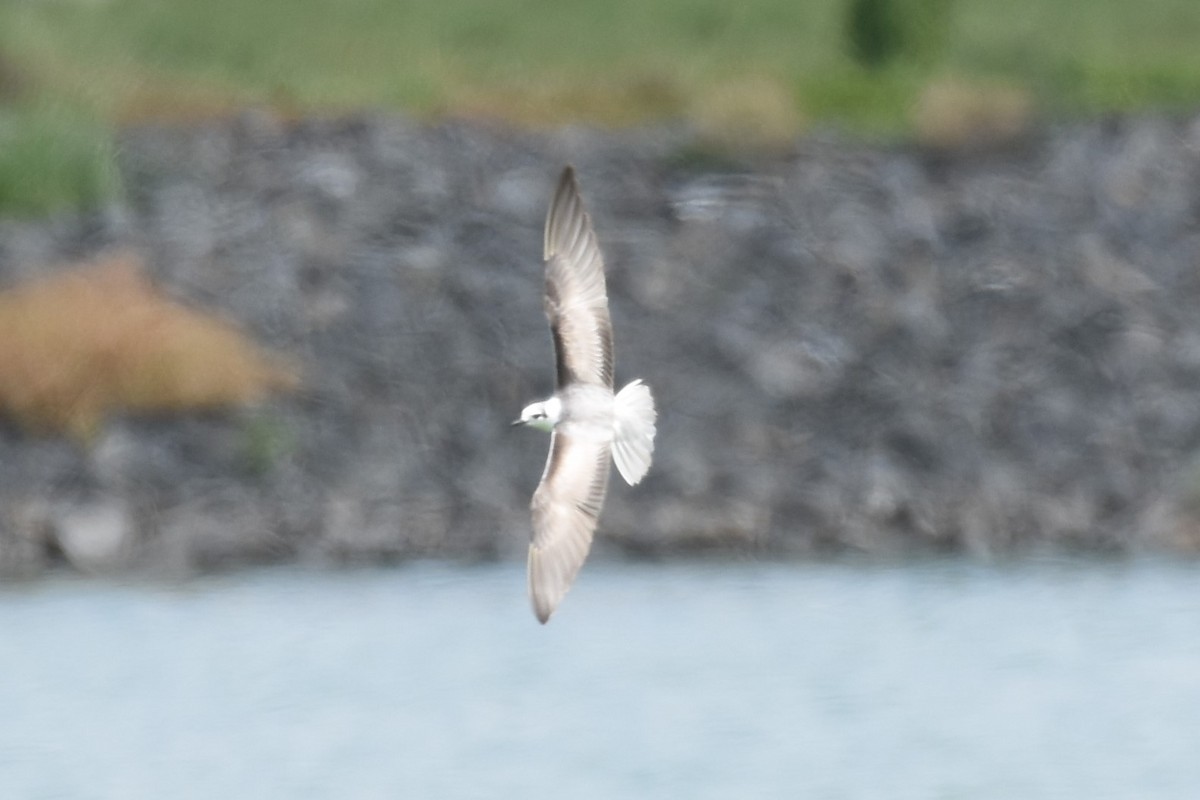 White-winged Tern - ML586070861