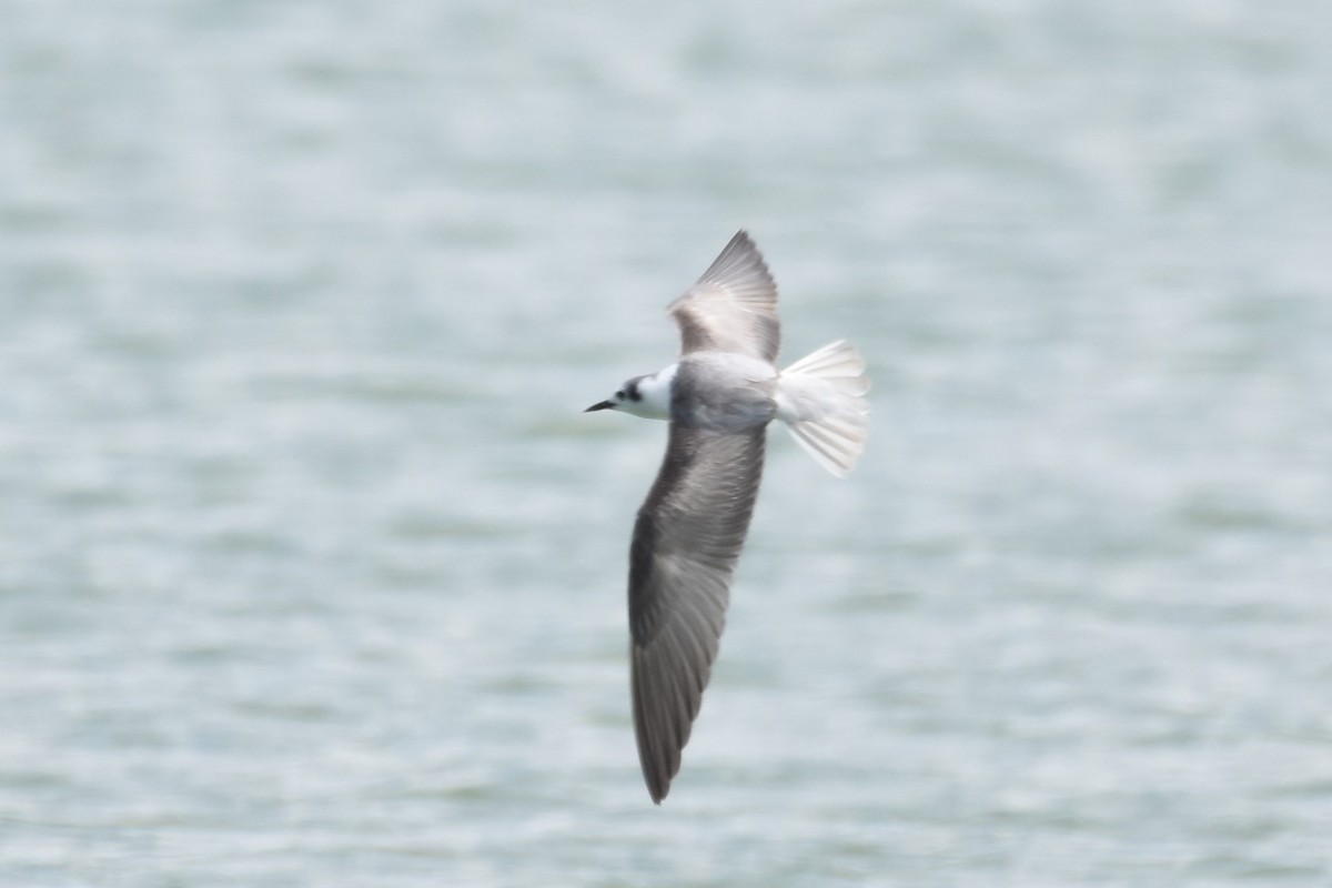 White-winged Tern - ML586070891