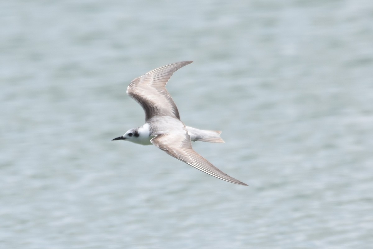 White-winged Tern - ML586070901