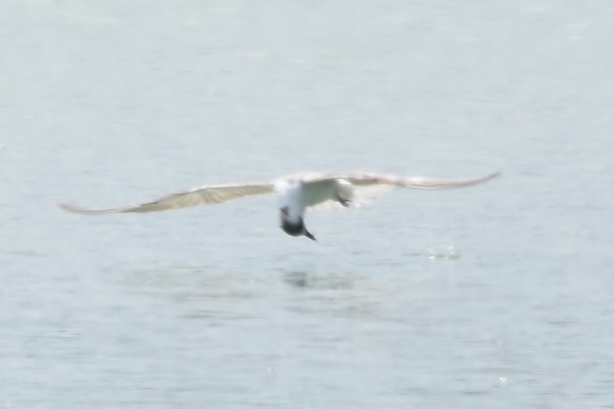 White-winged Tern - ML586071131