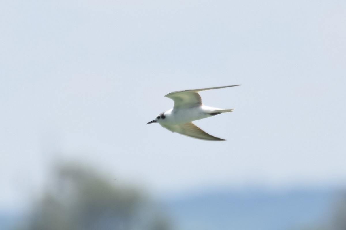 White-winged Tern - ML586071141