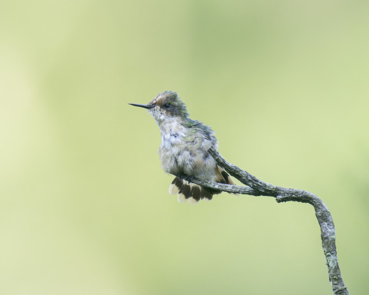 Short-crested Coquette - ML586075791
