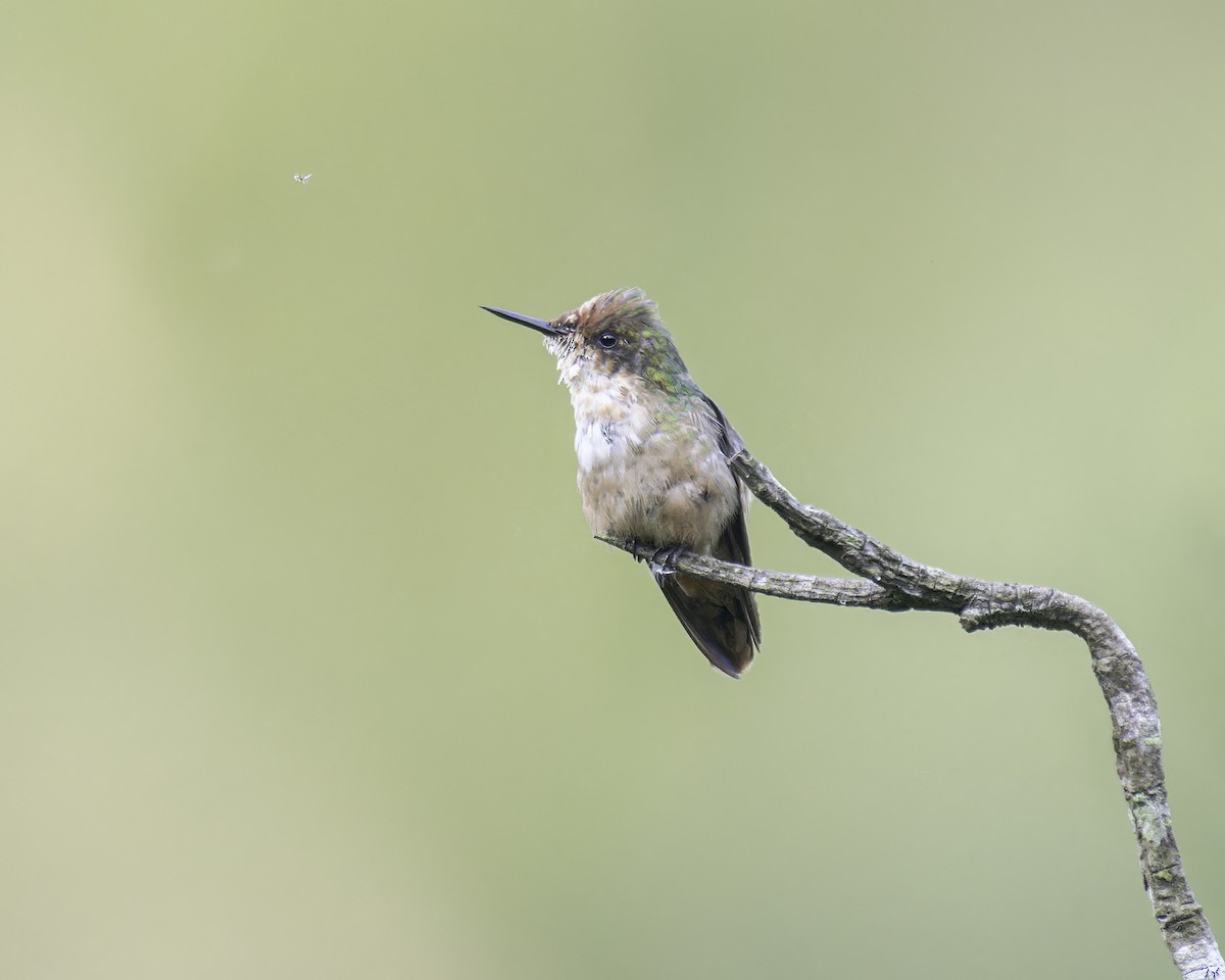 Short-crested Coquette - ML586075821