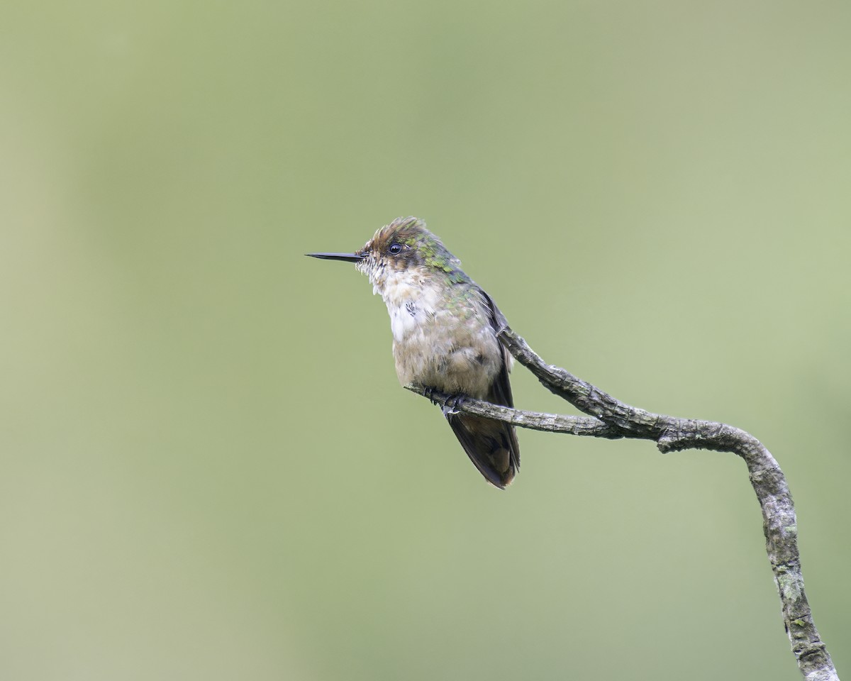 Short-crested Coquette - ML586075831