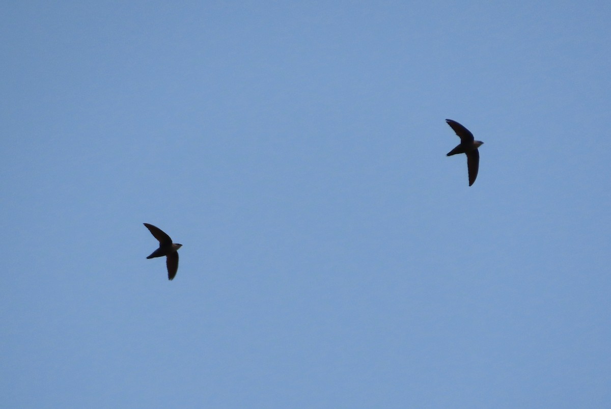 Chimney Swift - Michelle Browning