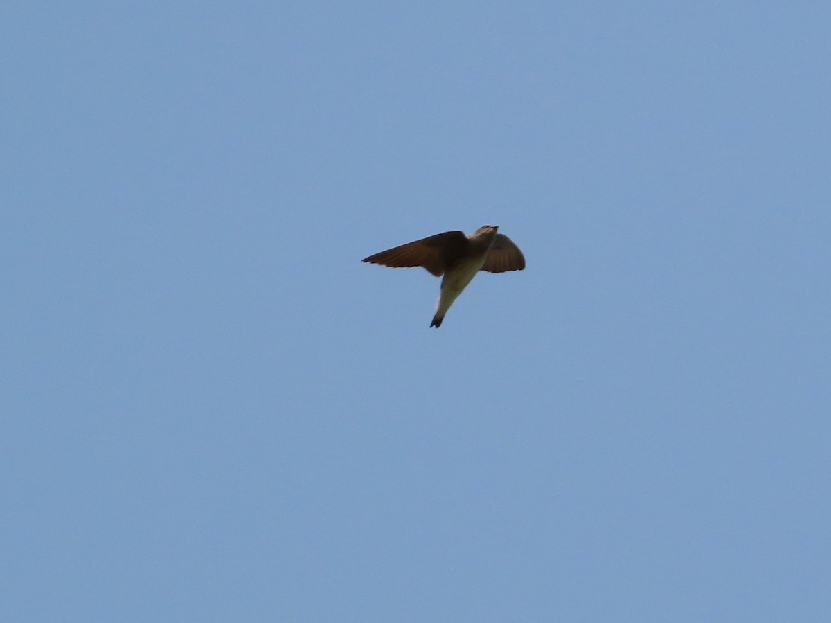 Northern Rough-winged Swallow - ML586077641