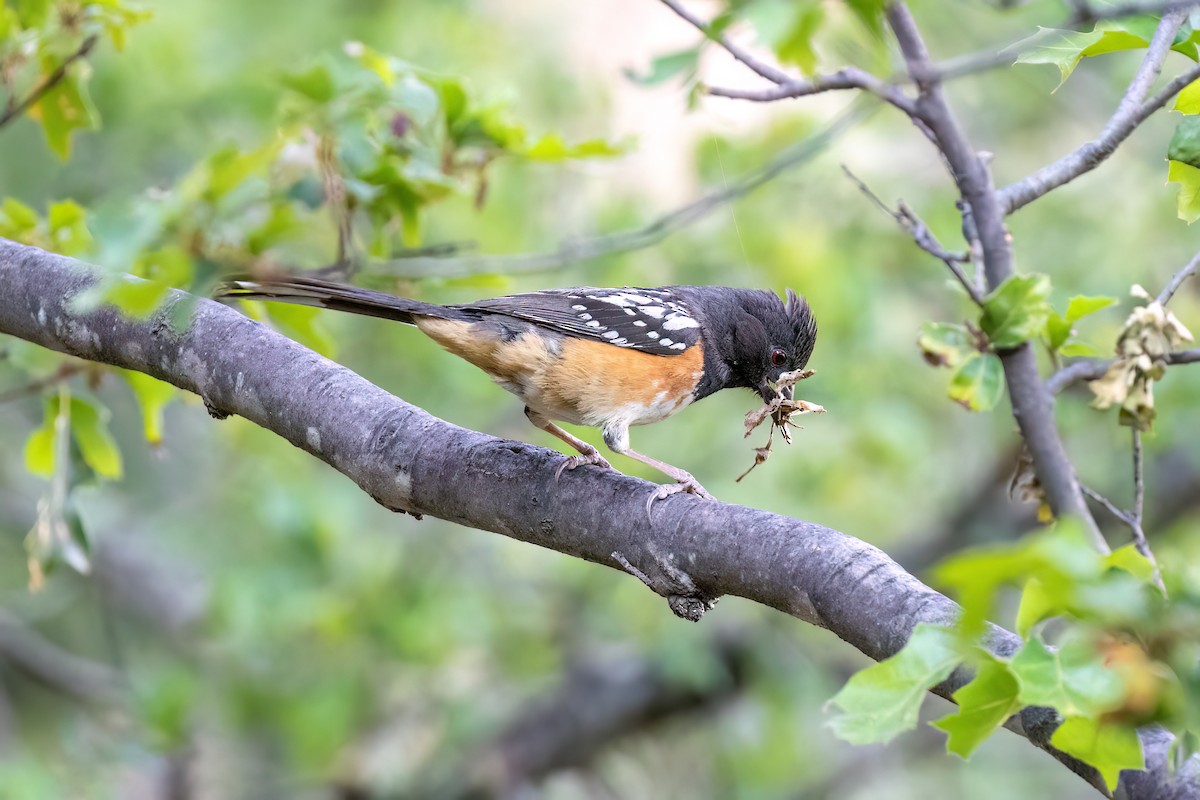 Spotted Towhee - ML586086211