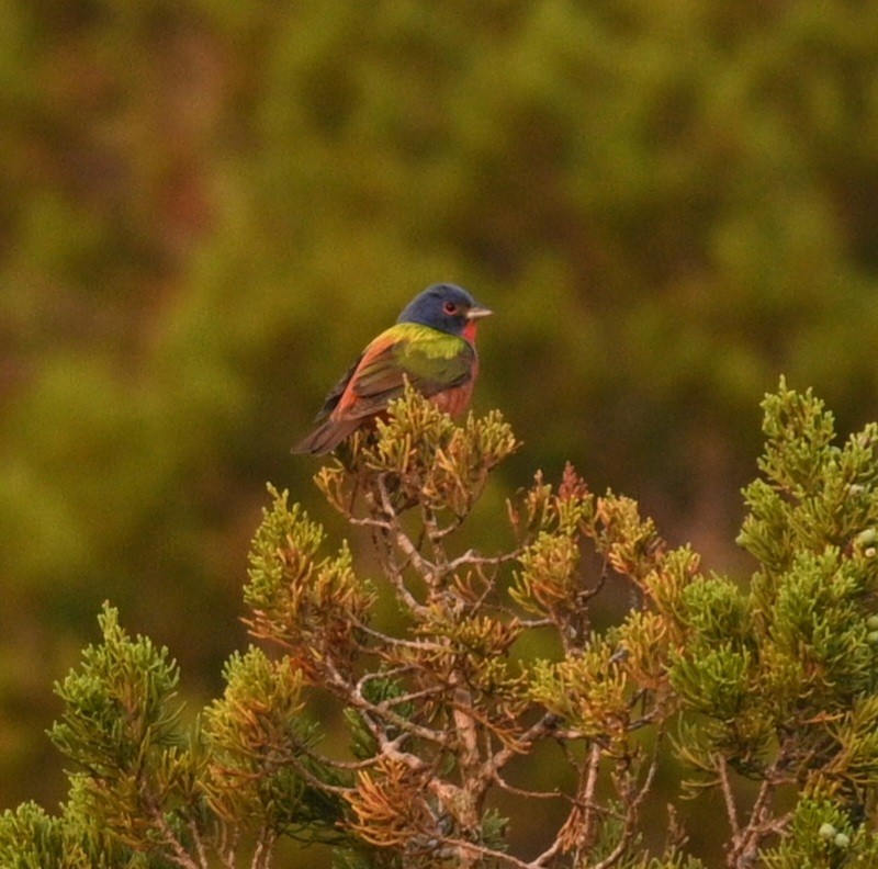 Painted Bunting - ML586087681
