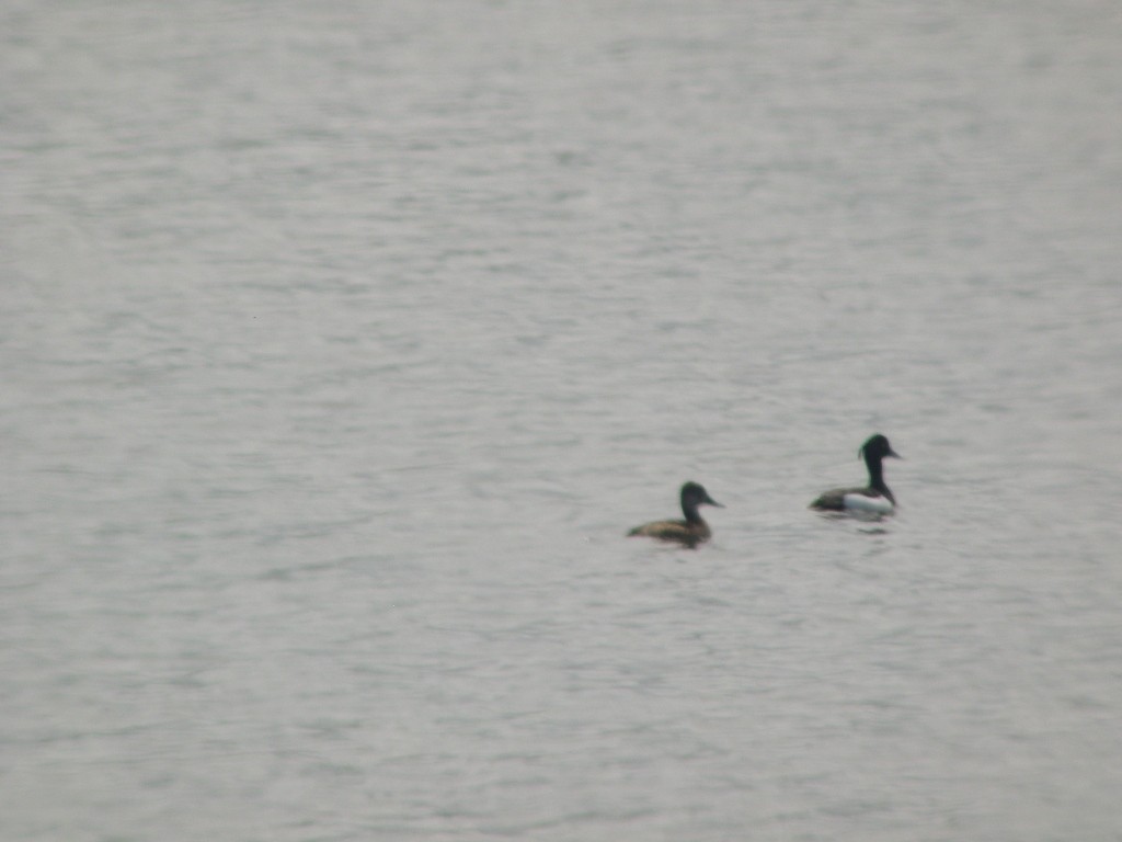 Tufted Duck - ML586090751