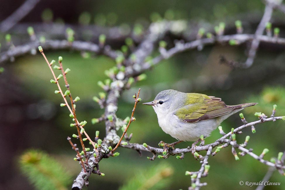 Tennessee Warbler - Raynald Claveau