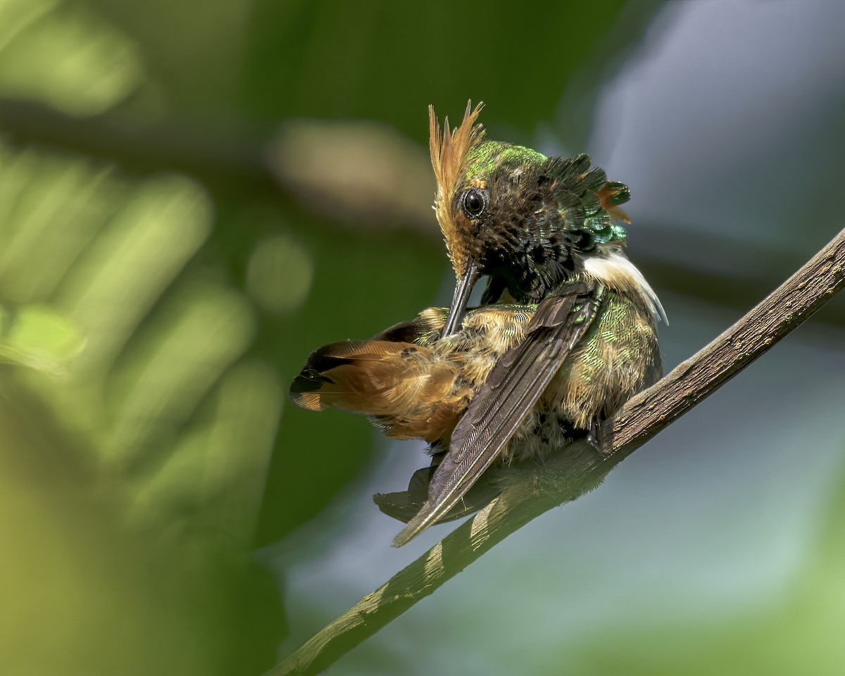 Short-crested Coquette - ML586092641