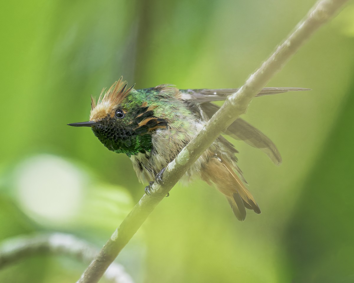 Short-crested Coquette - ML586092651
