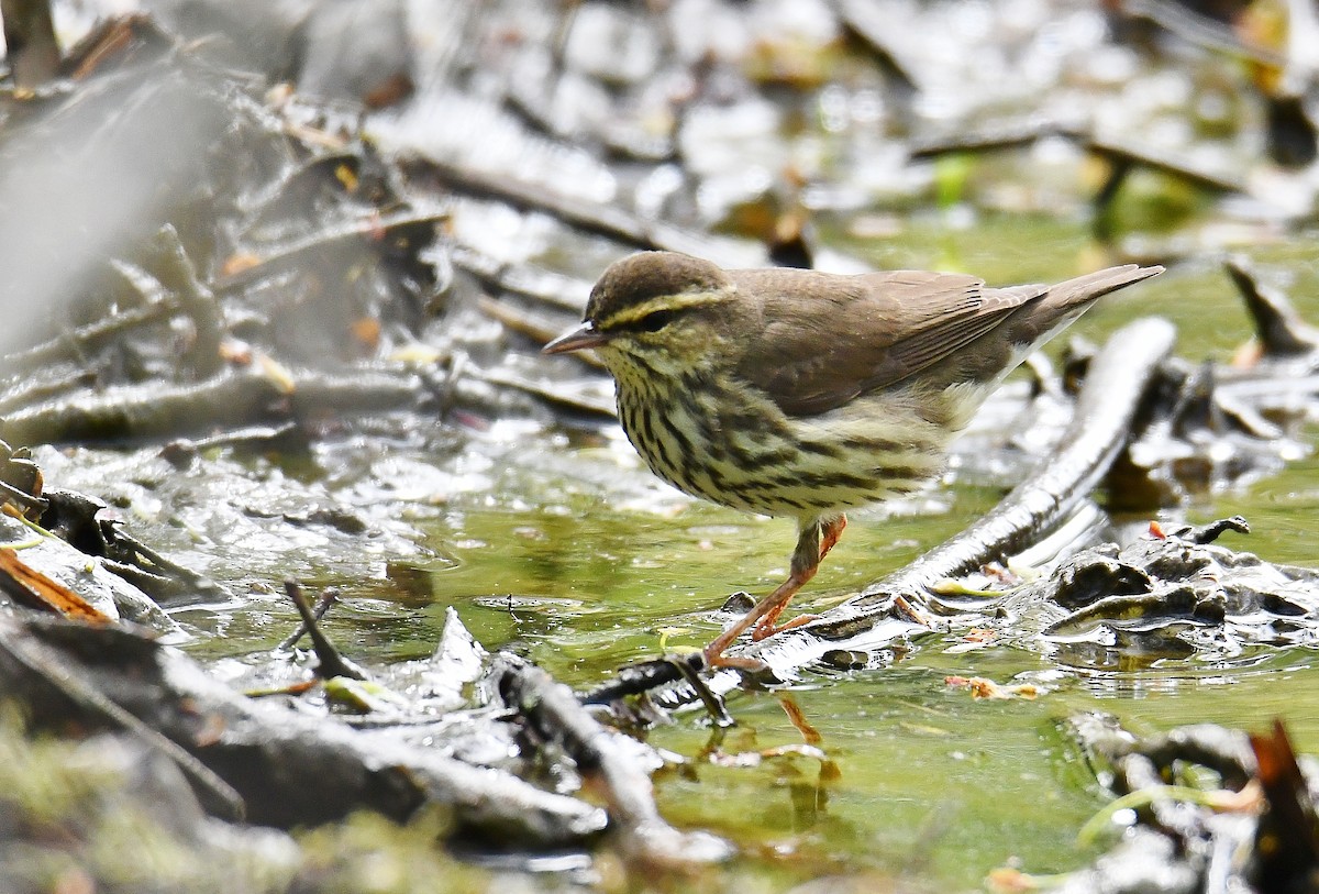 Northern Waterthrush - André Lanouette