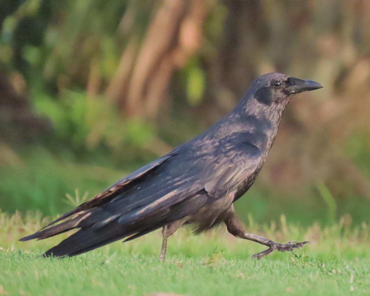 Corvus sp. (crow sp.) - ML586096011